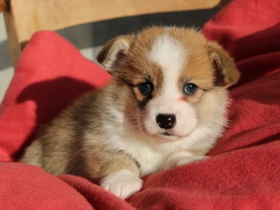 Les chiots de Welsh Corgi Pembroke