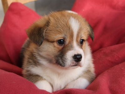 Les chiots de Welsh Corgi Pembroke