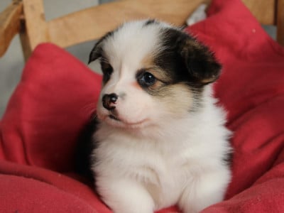 Les chiots de Welsh Corgi Pembroke
