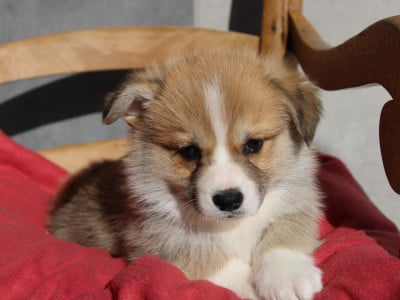 Les chiots de Welsh Corgi Pembroke