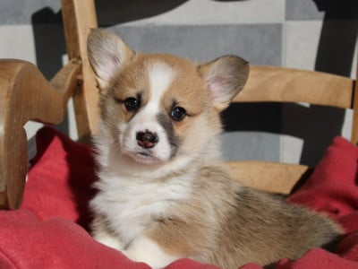 Les chiots de Welsh Corgi Pembroke