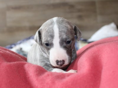 Les chiots de Whippet