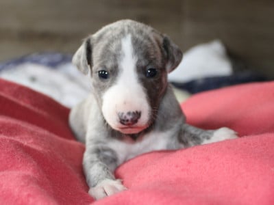 Les chiots de Whippet