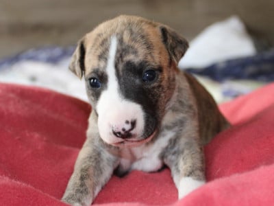 Les chiots de Whippet
