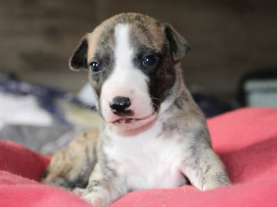 Les chiots de Whippet
