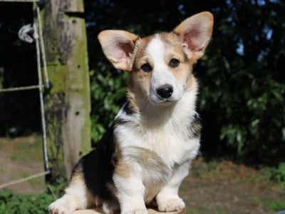 Les chiots de Welsh Corgi Pembroke
