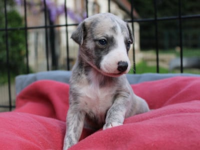 Les chiots de Whippet