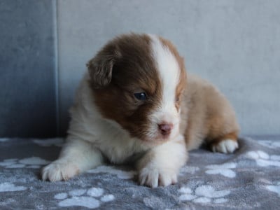 Les chiots de Berger Américain Miniature 