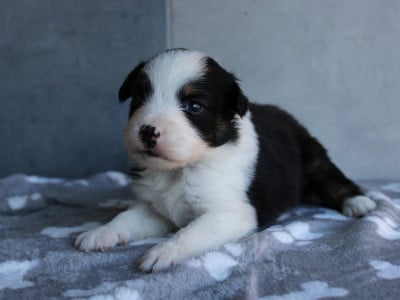 Les chiots de Berger Américain Miniature 