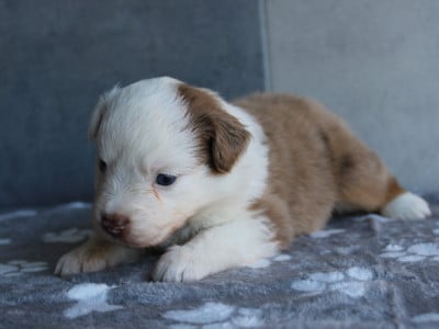 Les chiots de Berger Américain Miniature 