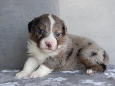 Les chiots de Berger Américain Miniature 