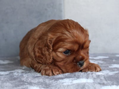 Les chiots de Cavalier King Charles Spaniel