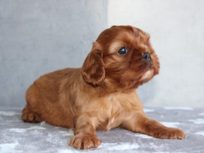 Les chiots de Cavalier King Charles Spaniel