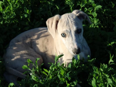 Les chiots de Whippet