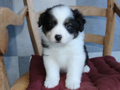 Les chiots de Berger Américain Miniature