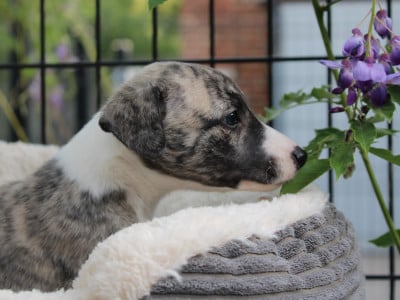 Les chiots de Whippet