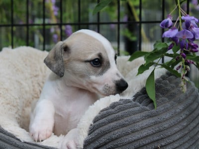 Les chiots de Whippet
