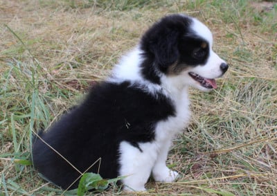 Les chiots de Berger Américain Miniature