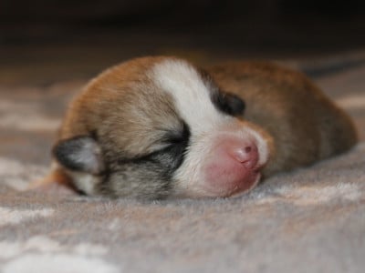 Les chiots de Welsh Corgi Pembroke