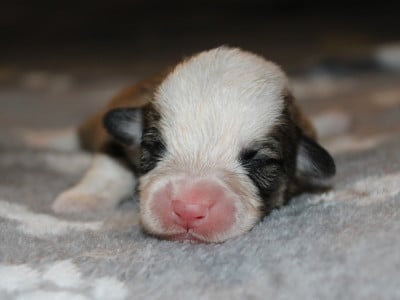 Les chiots de Welsh Corgi Pembroke
