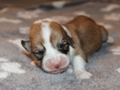 Les chiots de Welsh Corgi Pembroke
