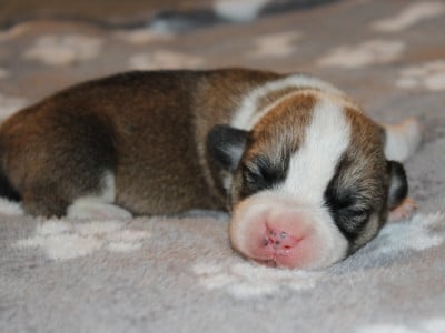 Les chiots de Welsh Corgi Pembroke