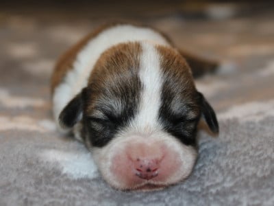 Les chiots de Welsh Corgi Pembroke