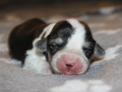 Les chiots de Welsh Corgi Pembroke