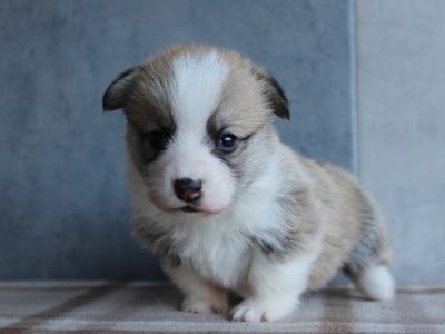 Les chiots de Welsh Corgi Pembroke