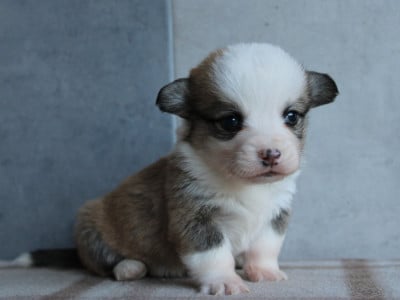 Les chiots de Welsh Corgi Pembroke