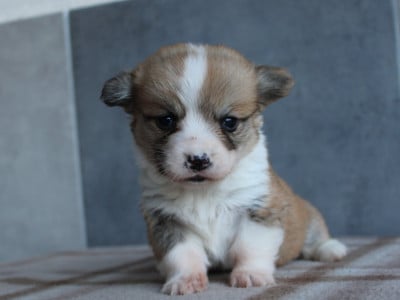 Les chiots de Welsh Corgi Pembroke