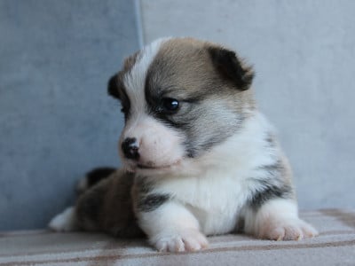 Les chiots de Welsh Corgi Pembroke