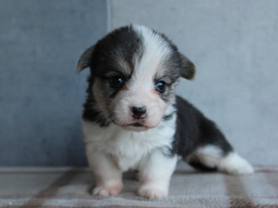 Les chiots de Welsh Corgi Pembroke