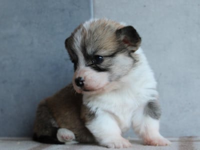 Les chiots de Welsh Corgi Pembroke