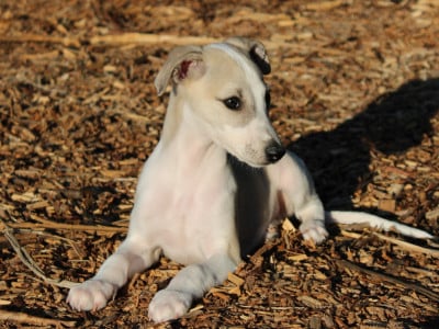 Les chiots de Whippet