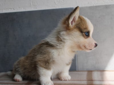 Les chiots de Welsh Corgi Pembroke