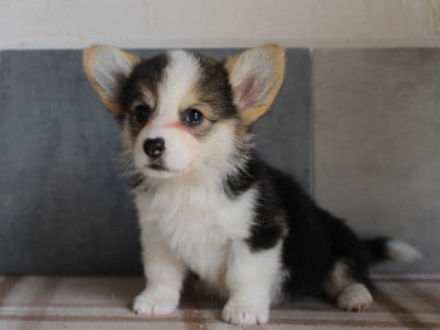 Les chiots de Welsh Corgi Pembroke
