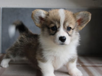 Les chiots de Welsh Corgi Pembroke
