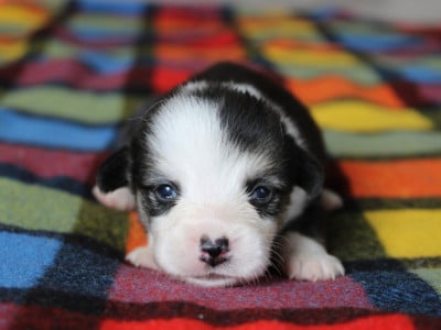 Chiot N°1 - Welsh Corgi Pembroke