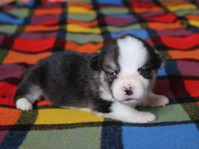 Chiot N°2 - Welsh Corgi Pembroke