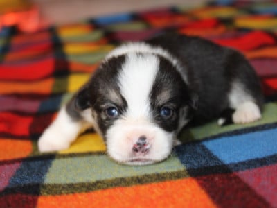 Chiot N°3 - Welsh Corgi Pembroke