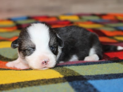 Chiot N°4 - Welsh Corgi Pembroke