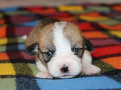 Chiot N°5 - Welsh Corgi Pembroke