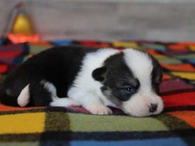 Welsh Corgi Pembroke