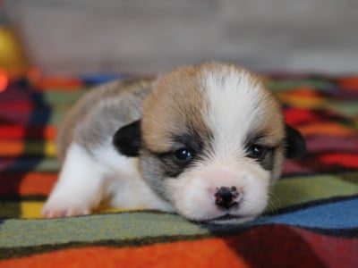 Chiot N°7 - Welsh Corgi Pembroke