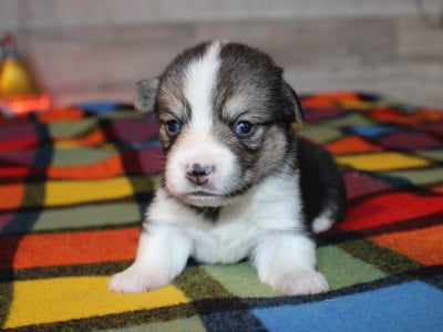 Chiot N°8 - Welsh Corgi Pembroke