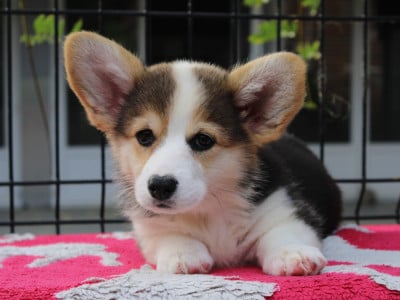 Les chiots de Welsh Corgi Pembroke