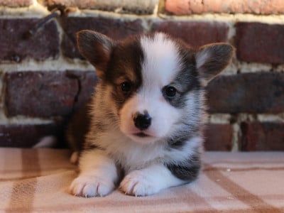 Les chiots de Welsh Corgi Pembroke