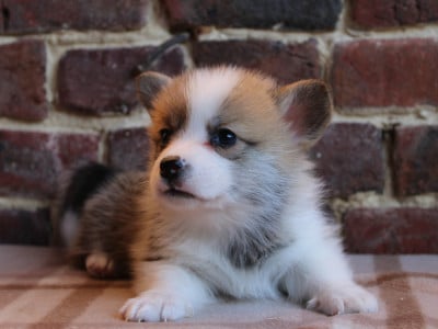 Les chiots de Welsh Corgi Pembroke