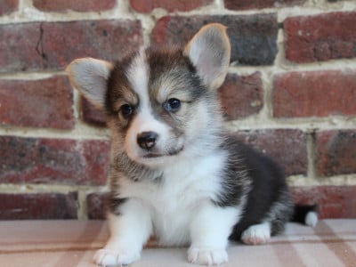 Les chiots de Welsh Corgi Pembroke